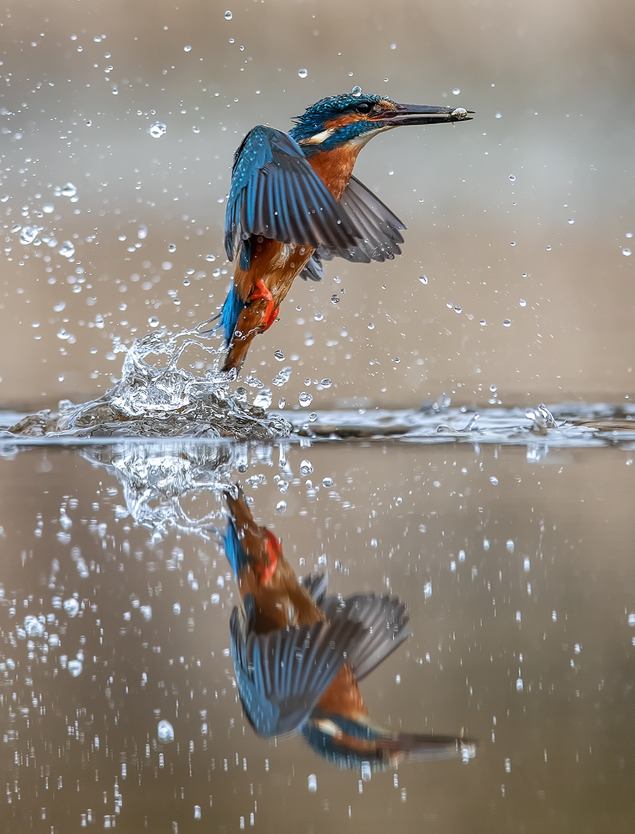 KINGFISHER EMERGING